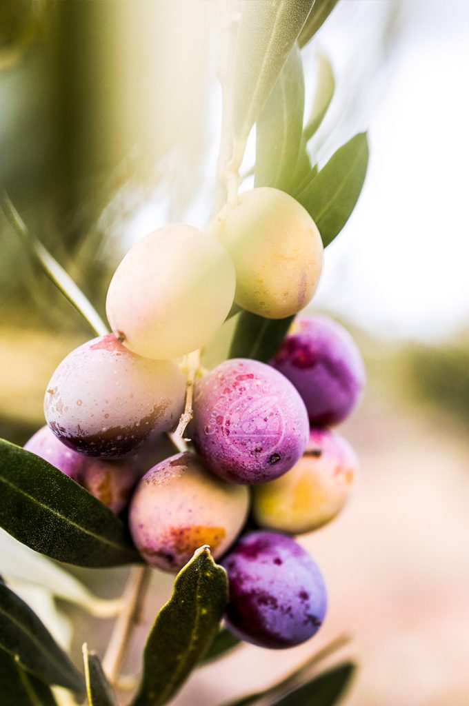 Aceite arbequina virgen extra DOP Les Garrigues de cosecha local